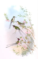 Thaumastura cora em colibris de John Gould
